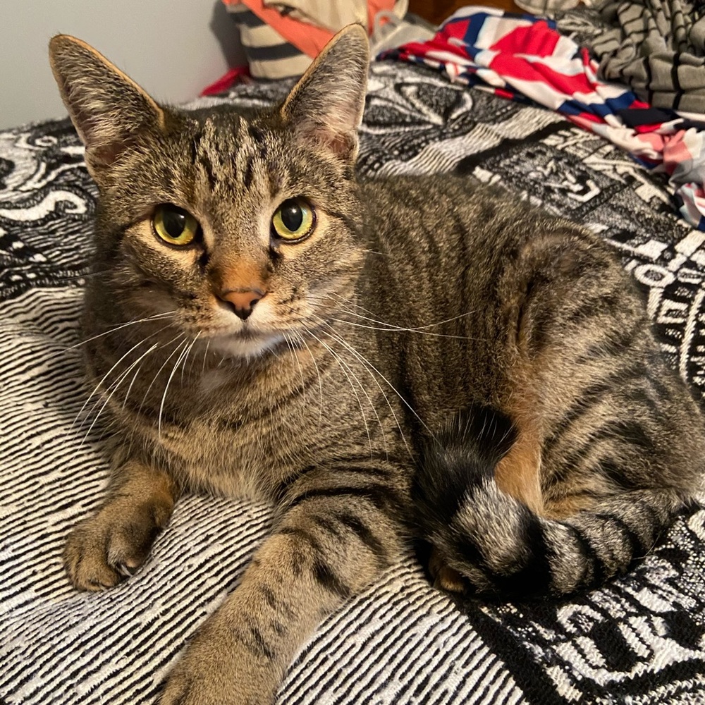 If allergic to cats, know I have this guy ❤️